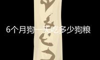6個月狗一天吃多少狗糧(六個月狗一頓吃多少狗糧合適)