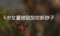 6歲女童被藏獒咬斷脖子這又是個(gè)什么梗?