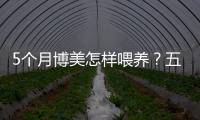 5個(gè)月博美怎樣喂養(yǎng)？五個(gè)月的博美