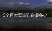 5個月大泰迪狗狗喂多少狗糧(5個月泰迪喂多少狗糧)