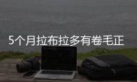 5個月拉布拉多有卷毛正常嗎？5個月拉布拉多有卷毛嗎
