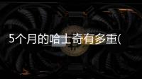 5個(gè)月的哈士奇有多重(11個(gè)月的哈士奇有多重)