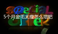 5個月金毛太瘦怎么增肥呢？5個月金毛太瘦怎么增肥快