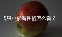 5只小貓看性格怎么看？5只小貓咪