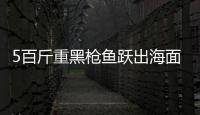 5百斤重黑槍魚(yú)躍出海面刺穿釣魚(yú)男子口腔(圖)