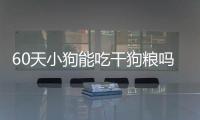 60天小狗能吃干狗糧嗎視頻？60天的小狗可以吃肉嗎
