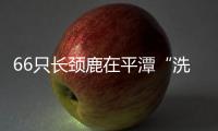 66只長(zhǎng)頸鹿在平潭“洗塵”30天 將運(yùn)往多地動(dòng)物園