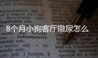 8個月小狗客廳撒尿怎么辦？八個月狗狗亂尿