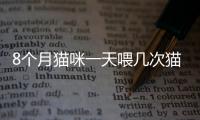 8個月貓咪一天喂幾次貓糧？8個月的貓一天喂幾次