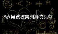 8歲男孩被美洲獅咬頭存活：撿起棍子和獅子搏斗