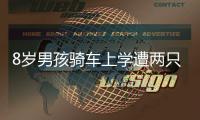 8歲男孩騎車上學(xué)遭兩只大狗撕咬 全身40多處傷口