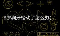 8歲狗牙松動了怎么辦(狗牙松動了怎么辦)