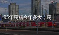 95年屬豬今年多大（屬豬今年多大）