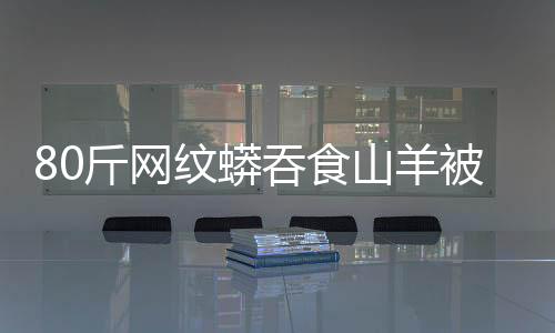 80斤網紋蟒吞食山羊被消防扛走，林業部門：已被收容