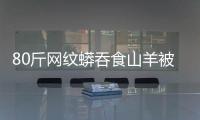 80斤網(wǎng)紋蟒吞食山羊被消防扛走，林業(yè)部門：已被收容