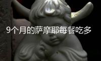 9個月的薩摩耶每餐吃多少狗糧(九個月薩摩耶應該吃什么)