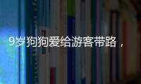 9歲狗狗愛給游客帶路，卻常在島上伙同兒子欺負(fù)同類，上陣父子兵