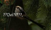 ??vi?i???,??@??