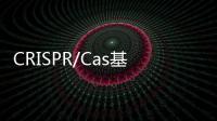 CRISPR/Cas基因編輯系統(tǒng)添新成員 上科大團(tuán)隊(duì)刷新最小記錄