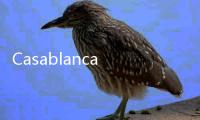 Casablanca 2021 全新春夏男裝系列 Lookbook 賞析