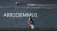 ABB		IEMMU11