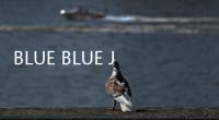 BLUE BLUE JAPAN 2021 春夏系列 Lookbook 賞析，濃郁藍(lán)調(diào)