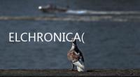 ELCHRONICA(關于ELCHRONICA簡述)