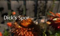 Dick's Sporting Goods新業(yè)績(jī)報(bào)告