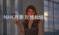 NHK月季·玫瑰栽培12月技巧精華版(關于NHK月季·玫瑰栽培12月技巧精華版簡述)