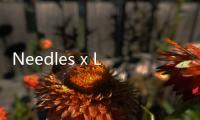 Needles x Lee 2020 春夏聯名系列上架，致敬 1970s~