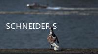 SCHNEIDER SWR212