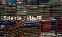 Science：機械應力對心臟瓣膜形成過程的調控機制