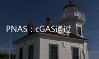 PNAS：cGAS通過保護(hù)腸道屏障完整性來限制結(jié)腸癌的發(fā)展