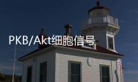 PKB/Akt細(xì)胞信號(hào)傳導(dǎo)通路(關(guān)于PKB/Akt細(xì)胞信號(hào)傳導(dǎo)通路簡(jiǎn)述)