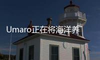 Umaro正在將海洋養殖的海藻變成培根替代品