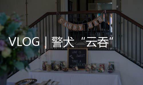VLOG｜警犬“云吞”值班記