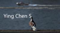 Ying Chen Shu通過新片《受傷的桃子》和《Nu Sheng》喚起對于女性問題的關注