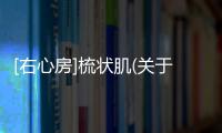 [右心房]梳狀肌(關(guān)于[右心房]梳狀肌簡述)