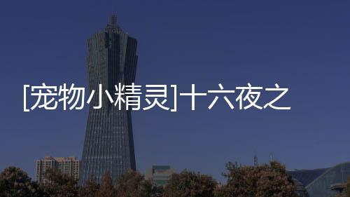 [寵物小精靈]十六夜之旅(關(guān)于[寵物小精靈]十六夜之旅簡(jiǎn)述)