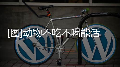 [圖]動物不吃不喝能活多久？最新記錄是2569天/7年