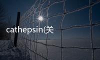 cathepsin(關于cathepsin簡述)