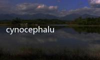 cynocephalus(關于cynocephalus簡述)