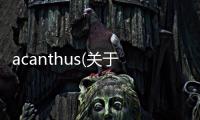 acanthus(關于acanthus簡述)