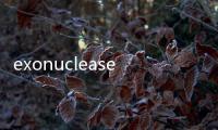 exonuclease(關(guān)于exonuclease簡述)