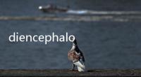 diencephalon(關于diencephalon簡述)
