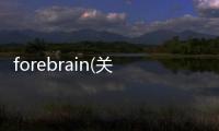 forebrain(關(guān)于forebrain簡述)