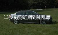 13歲狗狗近期到處亂尿