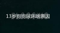 13歲狗狗尿床啥原因