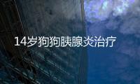 14歲狗狗胰腺炎治療