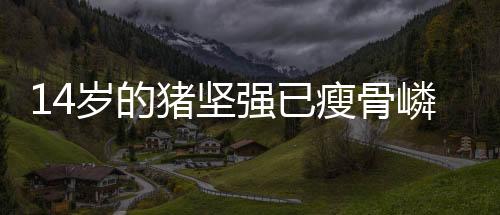 14歲的豬堅強已瘦骨嶙峋 曾在地震中靠吃木炭維持生命